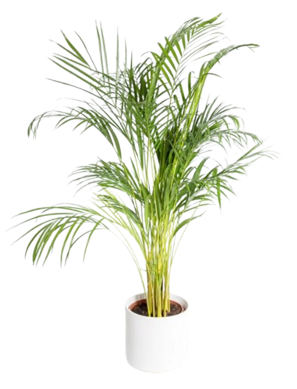 Palmeira Areca